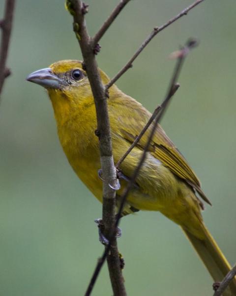 Hepatic Tanager (Highland)
