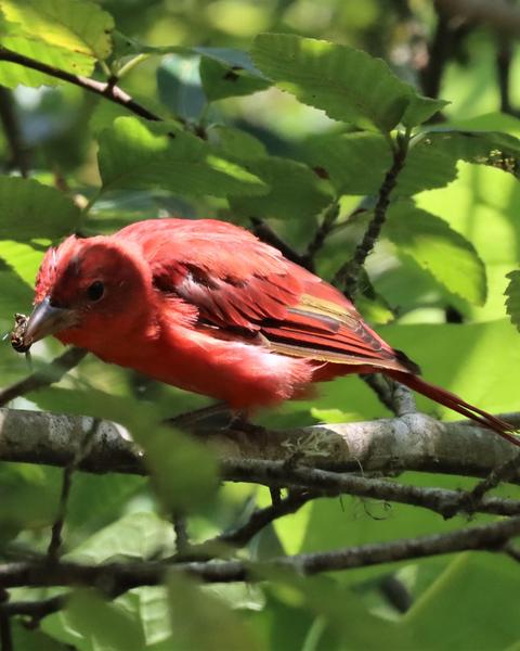 Summer Tanager (Western)