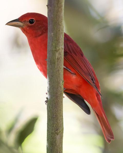 Summer Tanager (Western)