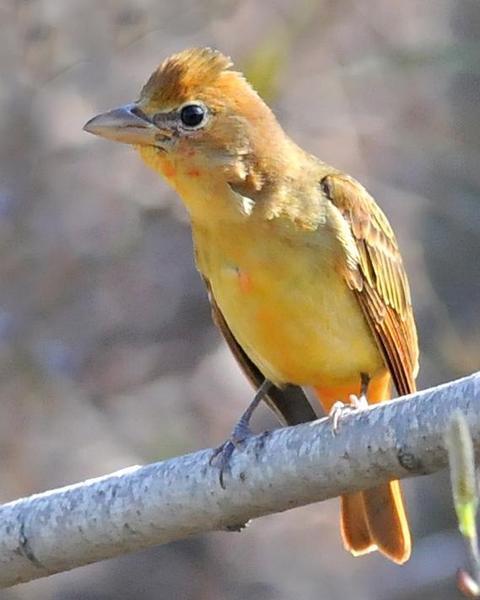 Summer Tanager (Western)