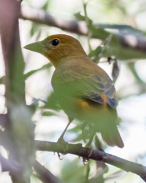 Summer Tanager (Western)