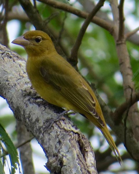 Summer Tanager (Western)