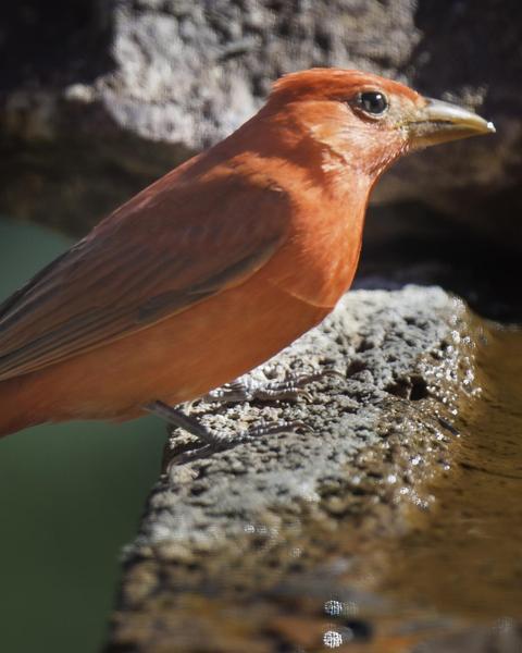 Summer Tanager (Western)