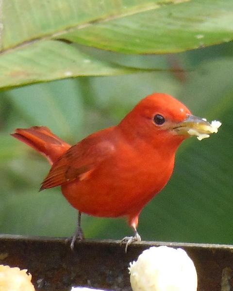 Summer Tanager (Western)