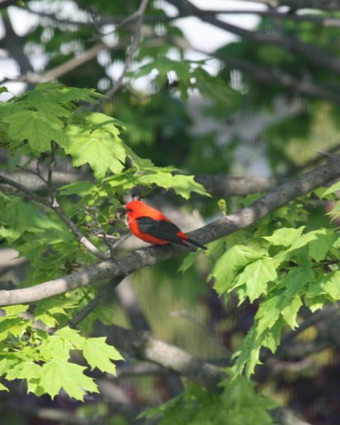 Scarlet Tanager