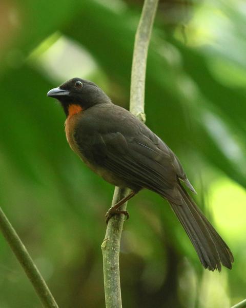 Black-cheeked Ant-Tanager