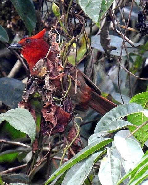 Crested Ant-Tanager