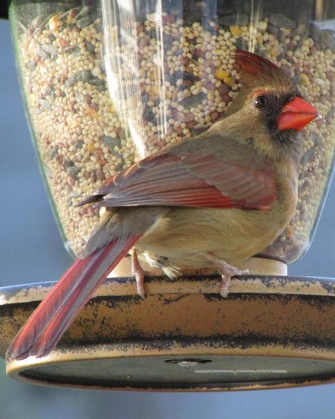 Northern Cardinal (Common)