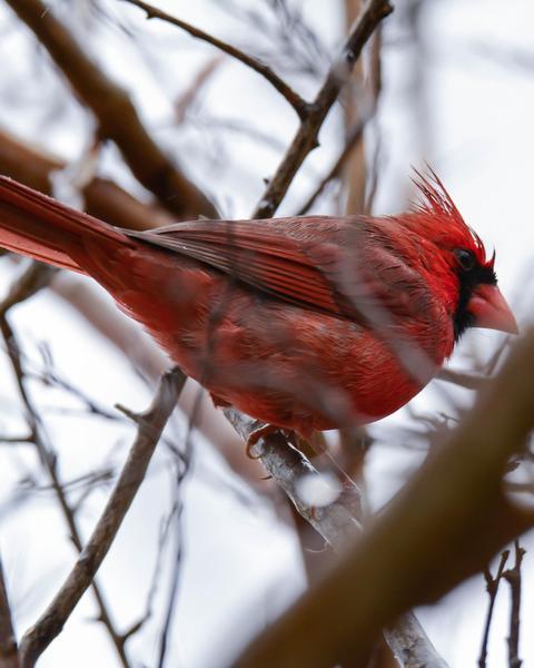 Northern Cardinal (Common)