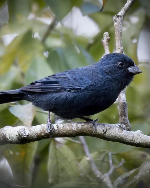 Blue Seedeater