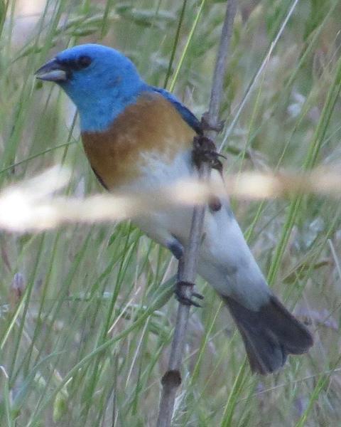 Lazuli Bunting