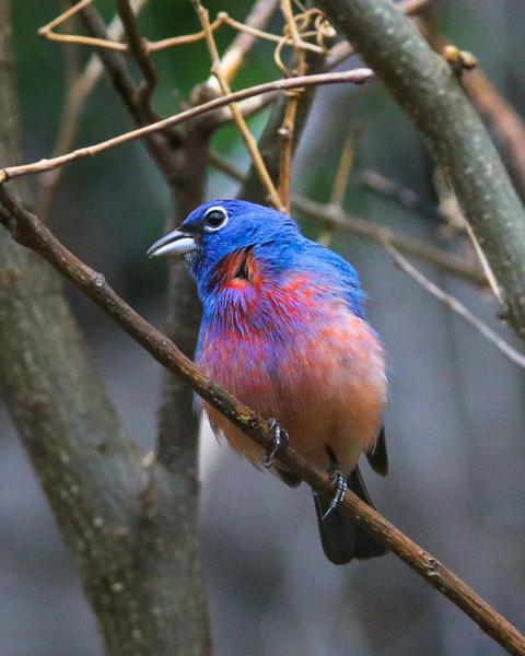 Rose-bellied Bunting