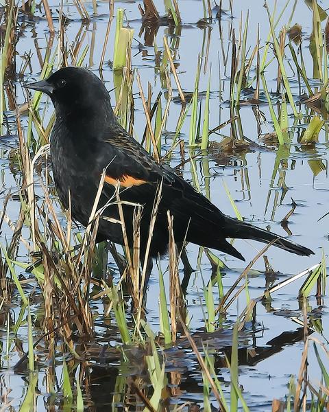 Red-winged Blackbird (Red-winged)