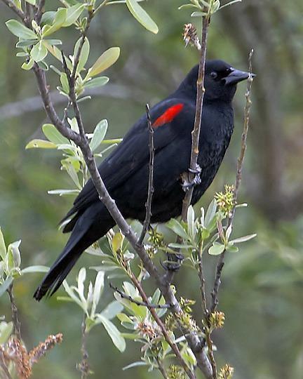 Red-winged Blackbird (California Bicolored)