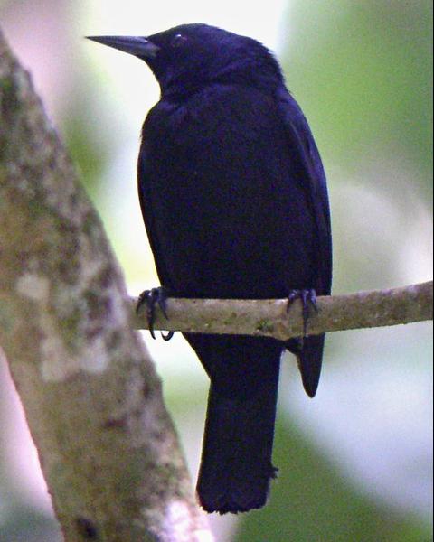 Jamaican Blackbird