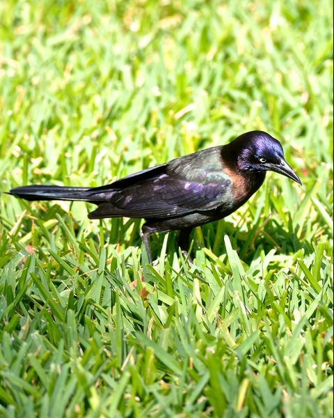 Common Grackle (Purple)