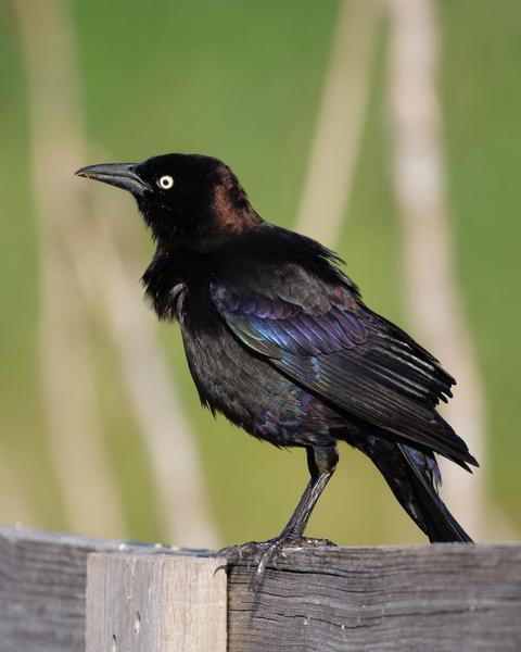 Common Grackle (Purple)