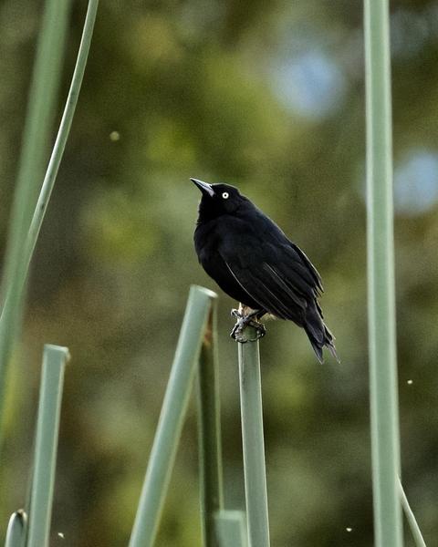 Pale-eyed Blackbird