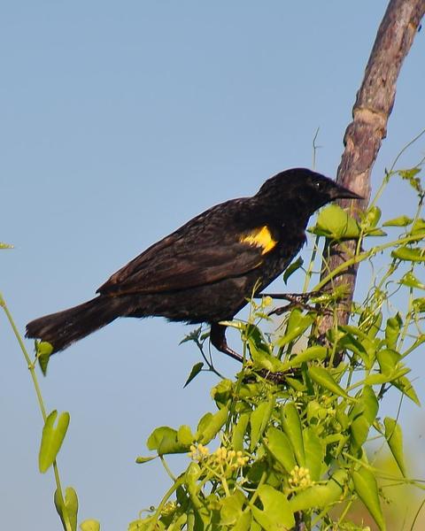 Yellow-winged Blackbird