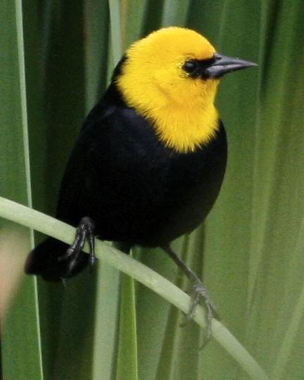 Yellow-hooded Blackbird