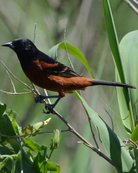 Orchard Oriole