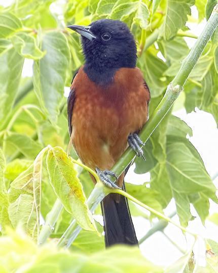 Orchard Oriole