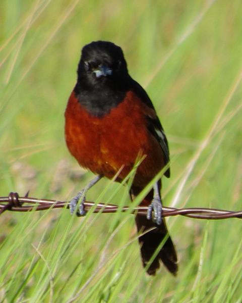 Orchard Oriole