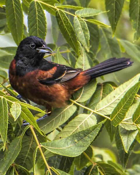 Orchard Oriole
