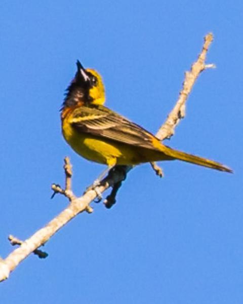 Orchard Oriole