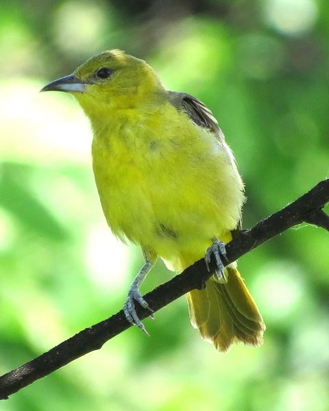 Orchard Oriole