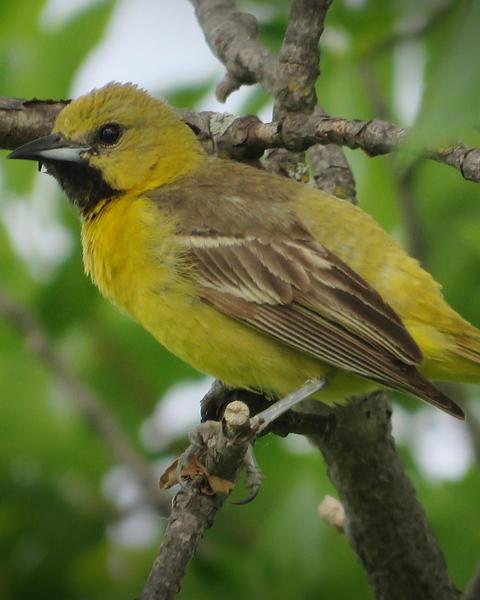 Orchard Oriole