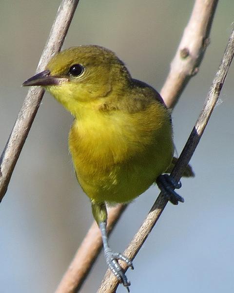 Orchard Oriole