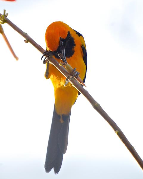 Orange-crowned Oriole