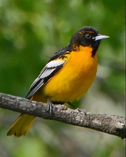 Bullock's x Baltimore Oriole (hybrid)