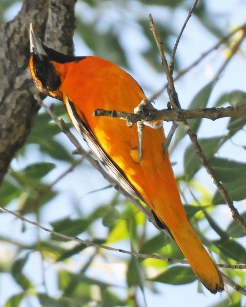 Bullock's x Baltimore Oriole (hybrid)