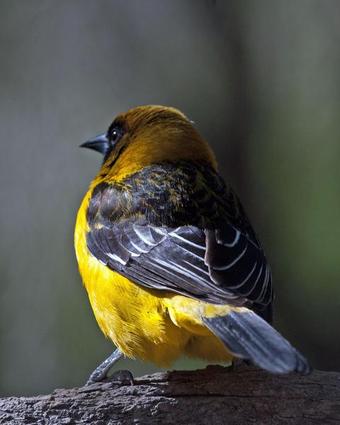 Altamira x Audubon's Oriole (hybrid)