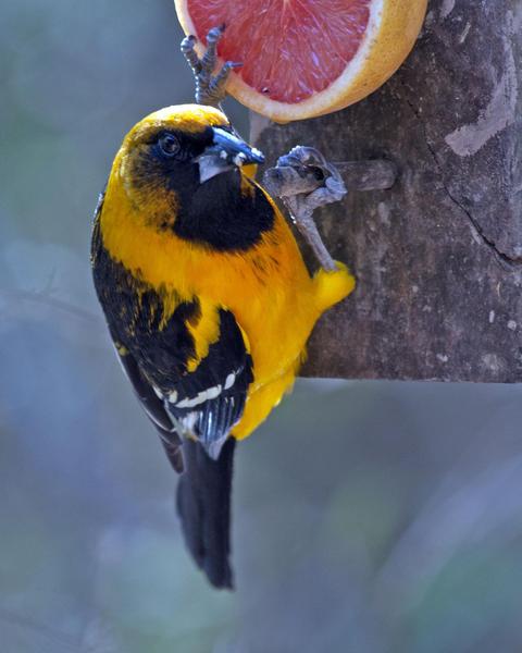 Altamira x Audubon's Oriole (hybrid)