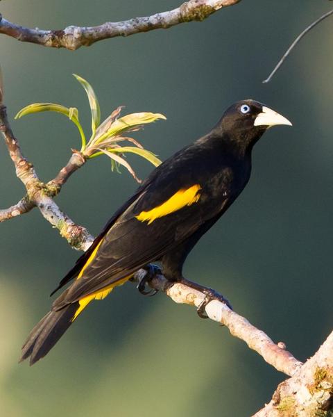 Yellow-rumped Cacique (Amazonian)