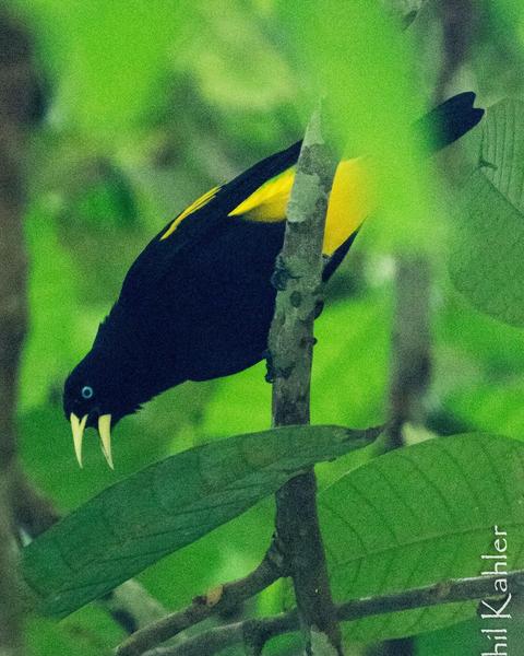 Yellow-rumped Cacique (Amazonian)