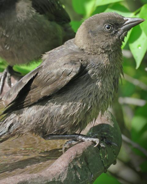 blackbird sp.