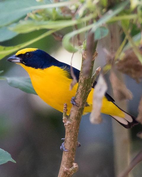 Thick-billed Euphonia