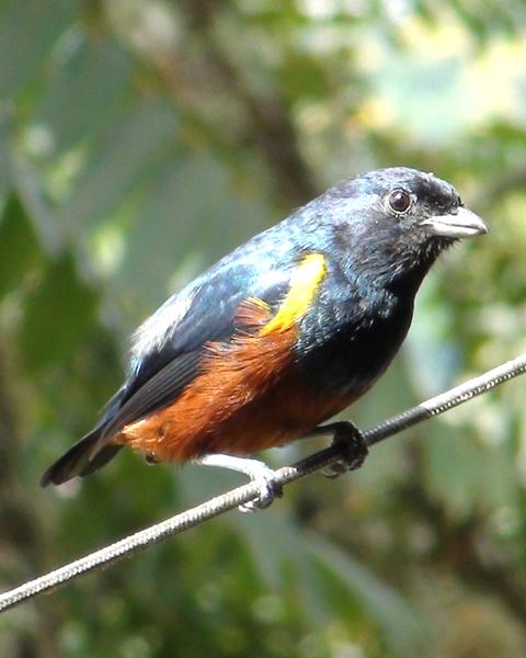 Chestnut-bellied Euphonia