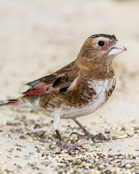 Crimson-winged Finch