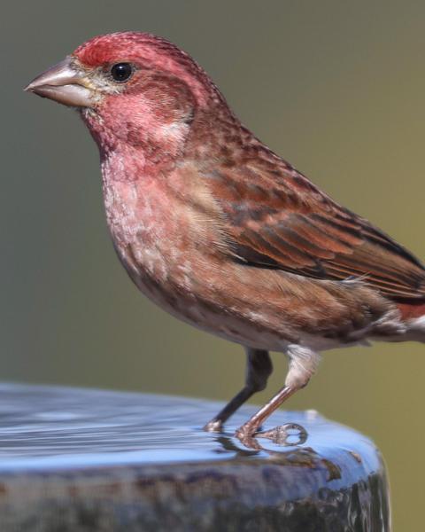 Purple Finch (Western)