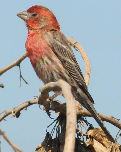 House Finch (Common)