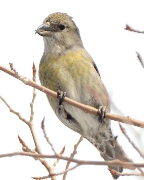 Red Crossbill (Lodgepole Pine or type 5)