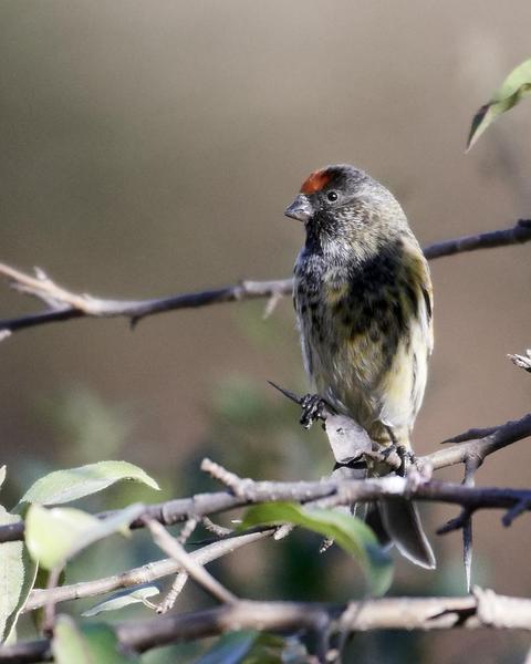 Fire-fronted Serin
