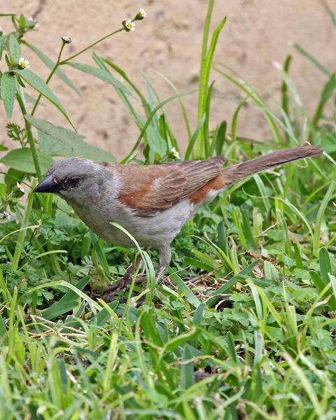Northern Gray-headed Sparrow