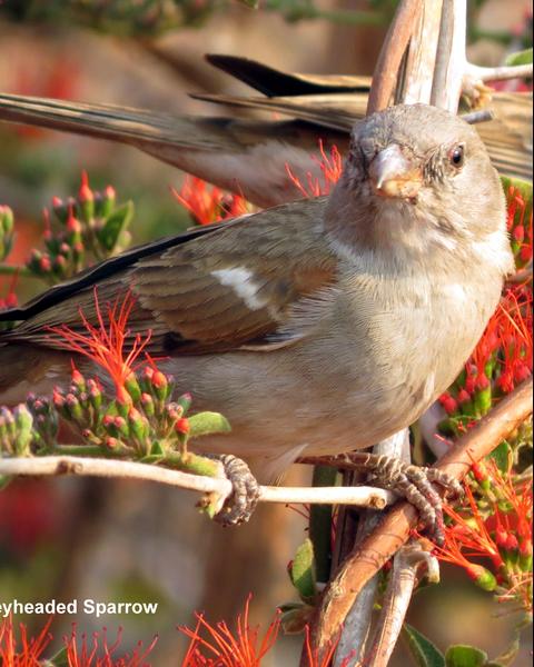 Southern Gray-headed Sparrow