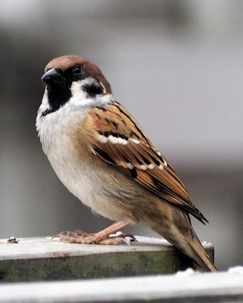 Eurasian Tree Sparrow